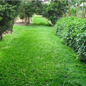 Sendero Casa Verde Campestre